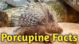 Amazing Fun fact about Porcupine.