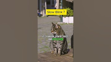 The Secret Language of Cats: Decoding the Slow Blink