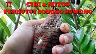 Ciri & Mitos Perkutut Songgo Buwono