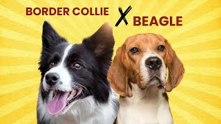 Border Collie x Beagle Mix:  Things You Didn’t Know About