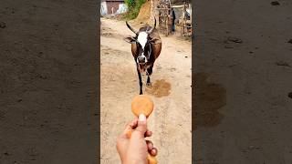 Meri gaiya aati hai mujhko doodh pilati hai #merigaiyaaatihai​ #cowvideos​ ##gaiyamerigaiya​ #cow​