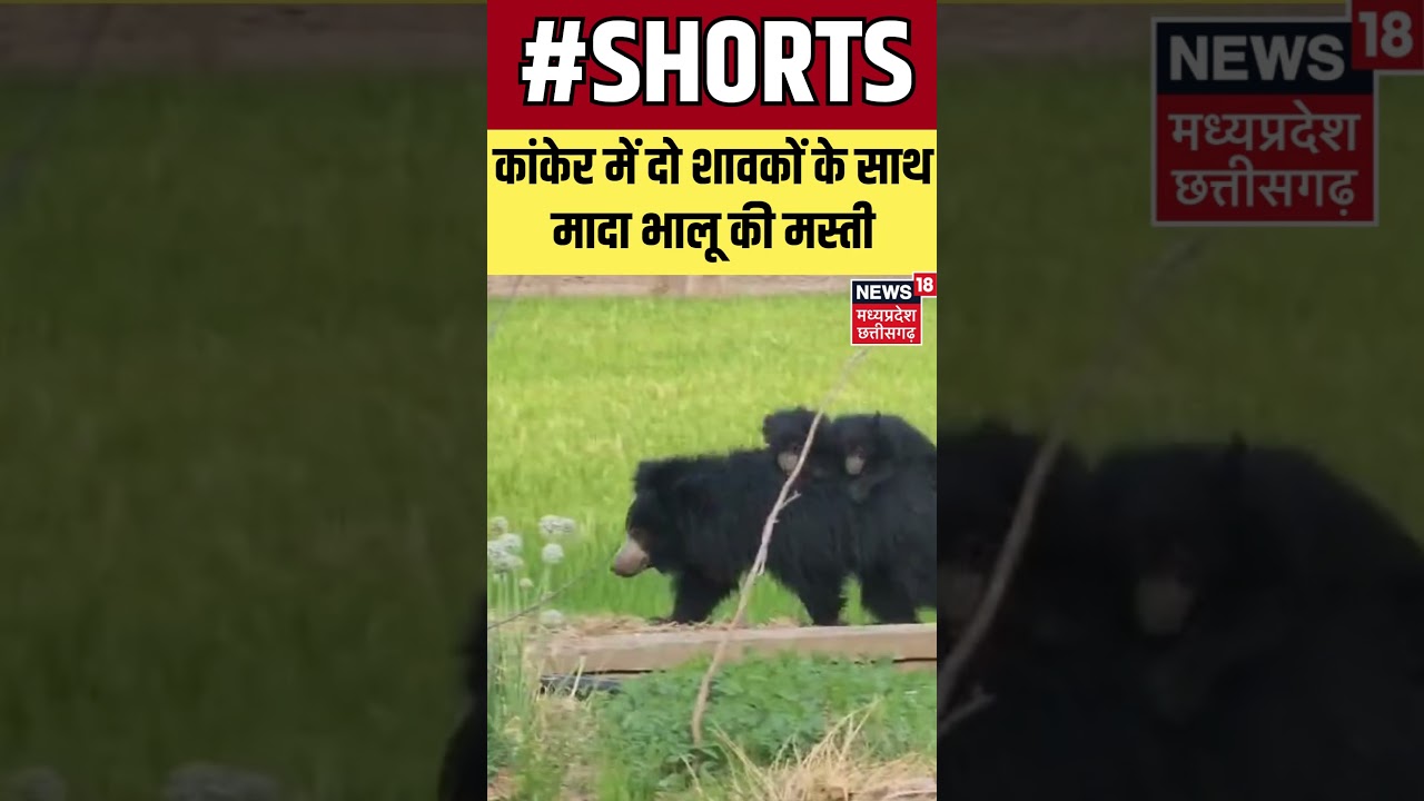 Chhattisgarh News: Kanker में मादा भालू के साथ दो शावकों की मस्ती का वीडियो वायरल। |Shorts |N18S