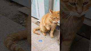 Ön Patileri Olmayan Sokak Kedisinin Hikayesi