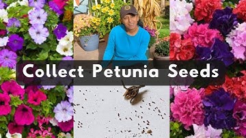 How To Collect Petunia Flower Seeds | Petunias