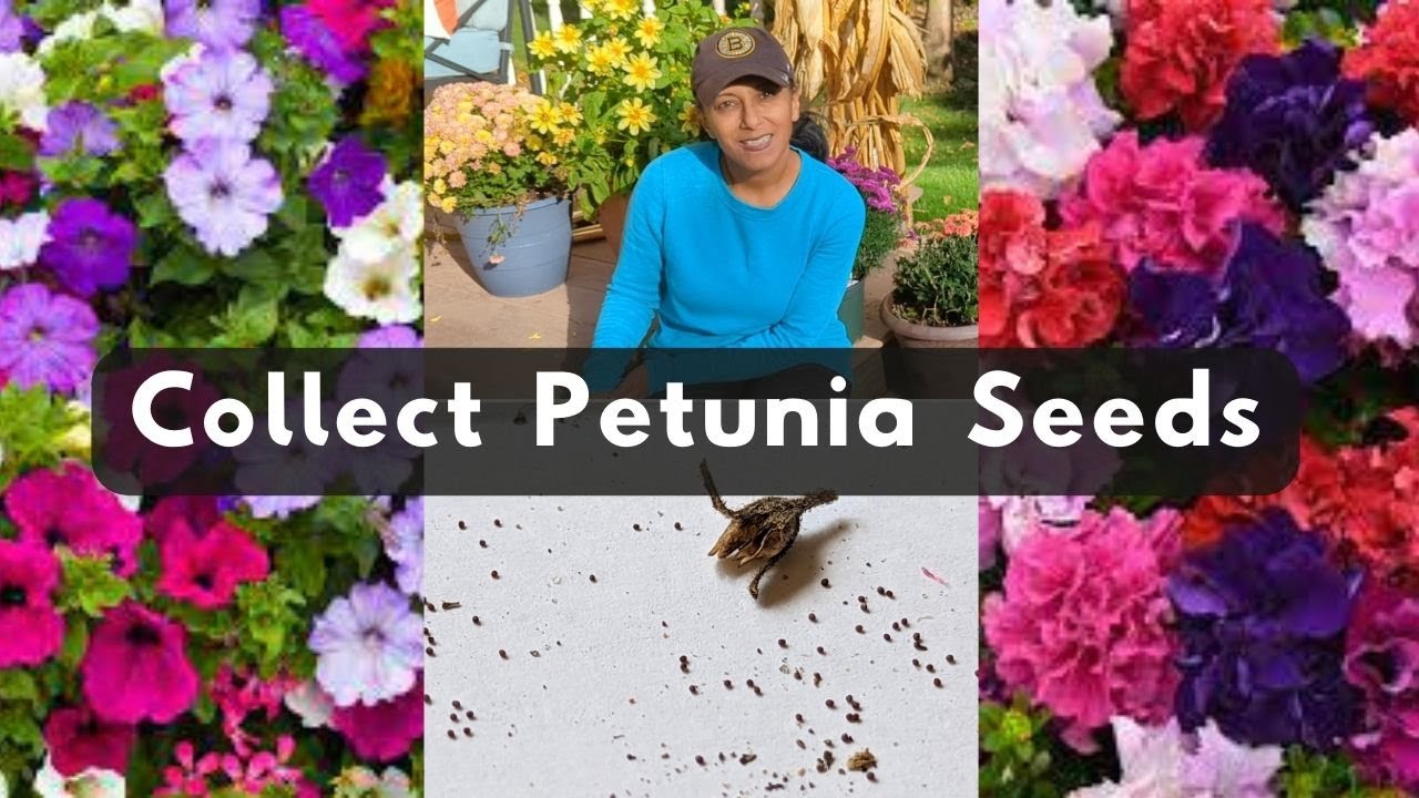 How To Collect Petunia Flower Seeds YouTube