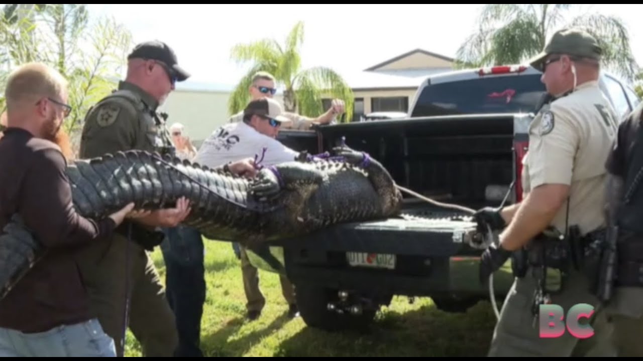 Florida woman killed by 10-foot alligator while walking her dog ...