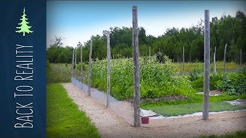 Garden Fence (Part 2): Keeping out small digging animals AND rhizomatous grass