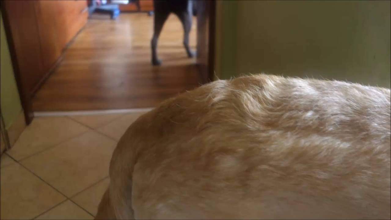 Przedstawiam nasze psy czyli czekoladowy labrador, owczarek niemiecki