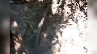 Salto del Indio - Curacautin. Región de la Araucania - Chile.