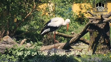 فخلف من بعدهم خلف أضاعوا الصلاة واتبعوا الشهوات فسوف يلقون غيا ༺سورة مريم༻