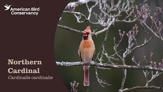 Northern Cardinal: Stylin’ Redbird
