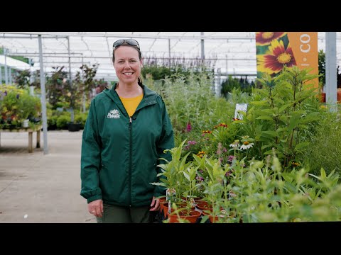 Video: Ulike typer Milkweed: Beste typer Milkweed for sommerfugler