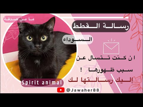 ظهور القطة السوداء BLACK CAT Spiritanimals 