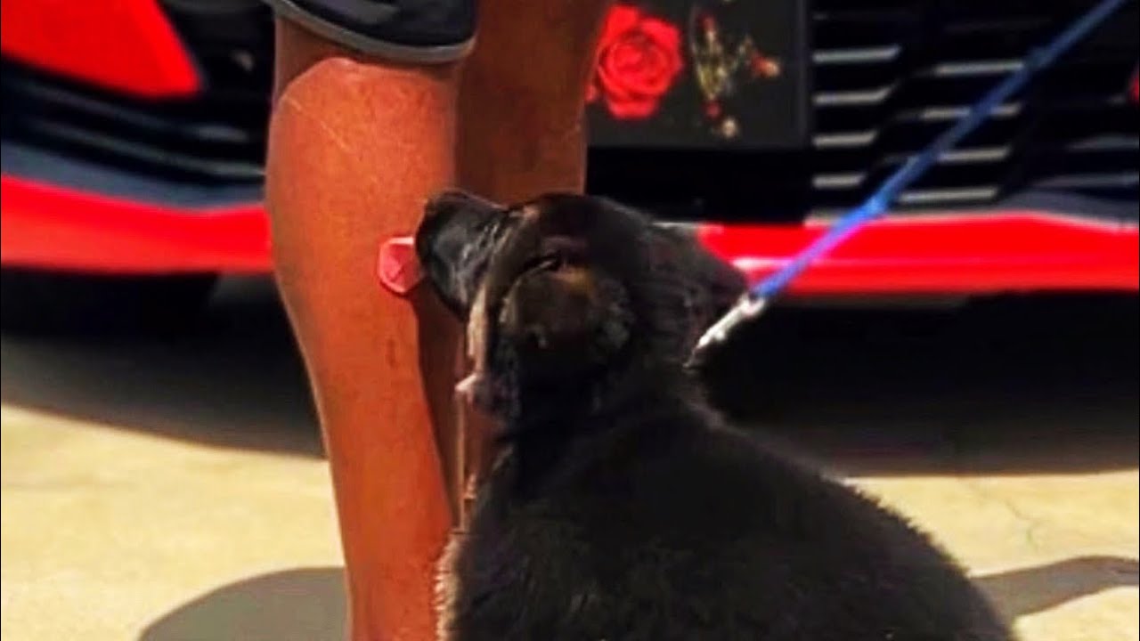 How To Leash Train A 8 Week Old Puppy.. - YouTube