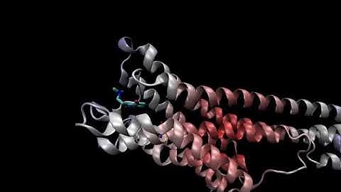 Psilocybin/Psilocin Binding to 5-HT2A Receptor (Molecular Dynamics)