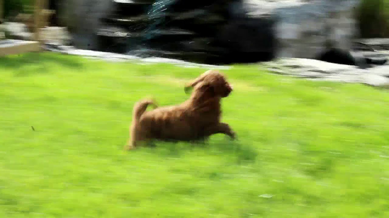 greenfield goldendoodles