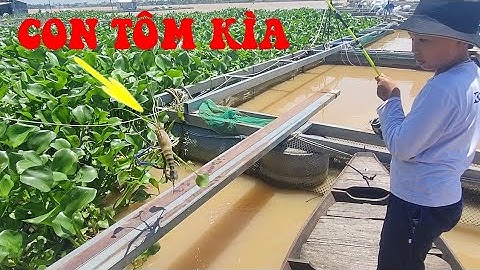 🦐Fishing 174🐟Câu Tôm Càng Khủng, Cá Tra, Cá Dảnh Mùa Nước Đục Lên Sướng Cả Người🐟