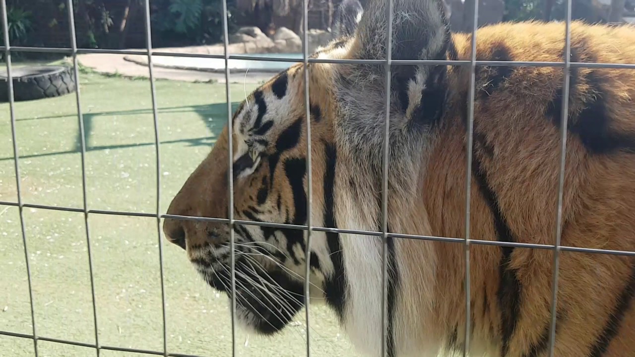 Tigers Getting Hold Of The Laundry It Escalates So Quick YouTube