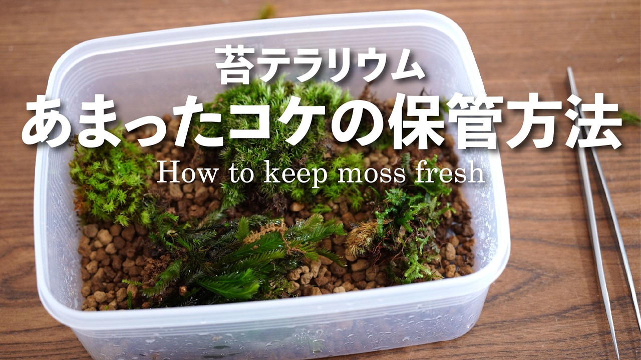 Full Version | How to Store Leftover Moss - YouTube