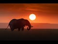 Grace And Power Witnessing Elephants In The Masai Mara 2025 Grace And Power Witnessing Elephants In The Masai Mara 2025