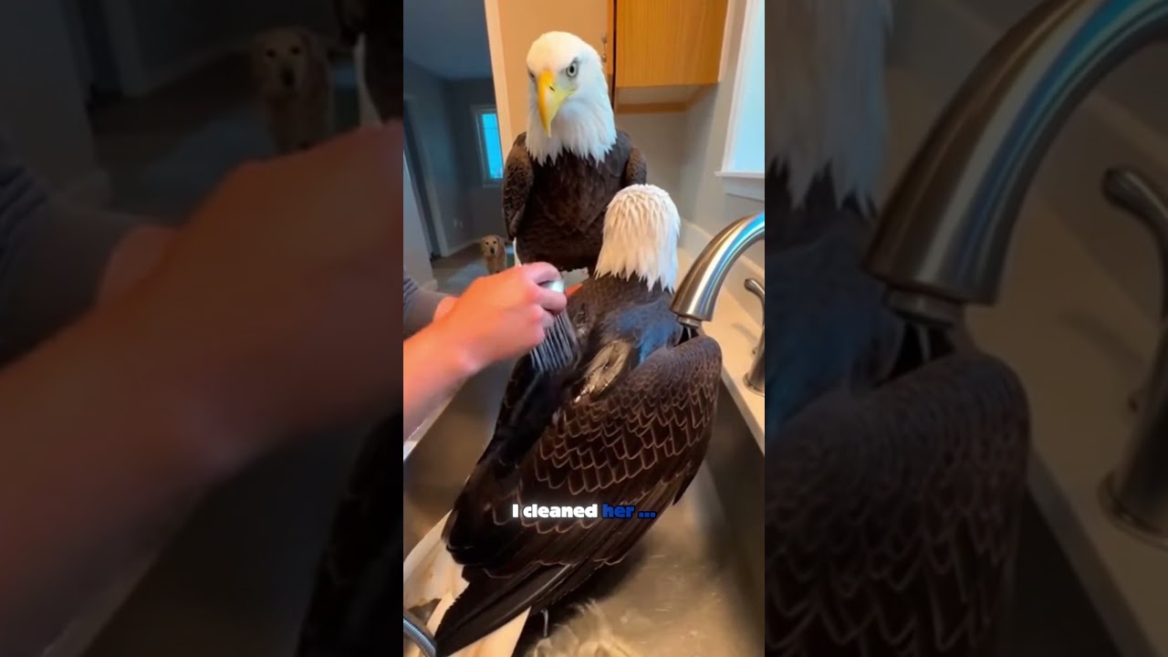 I saved an eagle, and it gave me a gift in return.