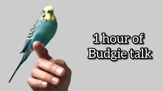 An hour of talking budgie Raisin  ~  compilation of his videos