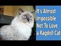 It's Almost Impossible Not To Love A Ragdoll Cat | Bowie the Ragdoll cat videos