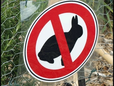 Protéger les plantations contre les lapins - YouTube