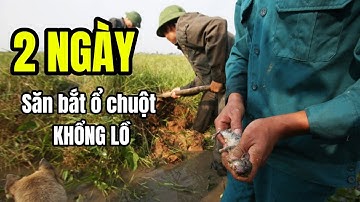 2 Ngày SĂN BẮT CHUỘT ĐỒNG, Bắt chọn ổ chuột khổng lồ phá hoại mùa màng.