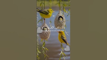 عما يتساءلون قرآن كريم بصوت مريح جدا #يارب #اكسبلور #حالات_واتس #المصحف #راحة_نفسية #لايك