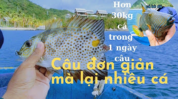Mồi câu đơn giản mà cá kình-dò, dìa ăn rất nhiều. hơn 30kg cho một ngày câu cùng đồng bọn