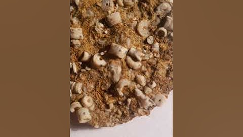 vinegar vs line stone rocks with fossils