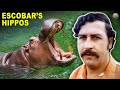 Pablo Escobar's Hippos: A Legacy in Colombia