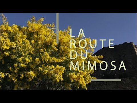 La Route du Mimosa, de Bormes-les-Mimosas à Grasse - Mandelieu la Napoule - La Corniche d'or -