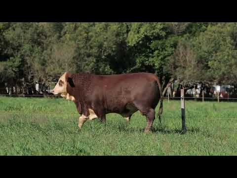 LOTE 79 - G152