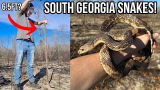 South Georgia Snake Surveys! Pine Snake, Eastern Indigo, and More!