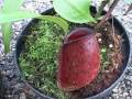 Nepenthes lowland nurseries  borneo exotics