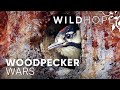 Why Are Rare Woodpeckers Thriving On This US Army Base WILD HOPE 