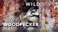 The Fascinating World of Woodpeckers ile ilgili video