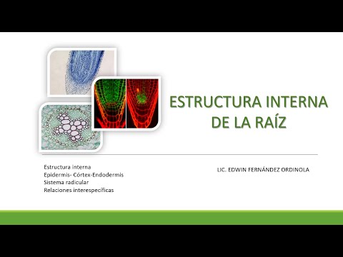 Vídeo: Sistema Radicular Del Raïm: Quines Són Les Arrels I Quines Mides Tenen? Estructura, Desenvolupament Durant La Temporada