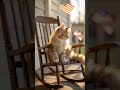 Love has four paws.💬 ভালোবাসার চারটা থাবা আছে। 💕🐈✨