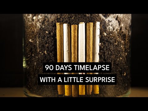 What Happens If You Put a Cigarette vs Little Cigar Under Soil? - 90 Days Hermetic Jar Timelapse