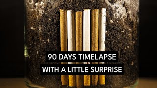 What Happens If You Put a Cigarette vs Little Cigar Under Soil? - 90 Days Hermetic Jar Timelapse