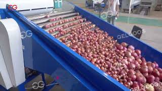Onion Grading Equipment – ​​Size Grading