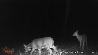THE HOUSE. Feeding The Deer. 2.