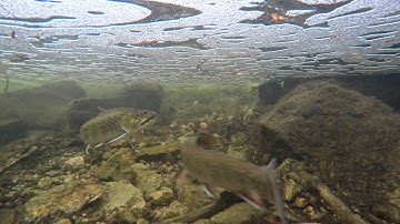 Brook Trout Undwater Spawning UNCUT in ULTRA HD 4k (Salvelinus fontinalis)
