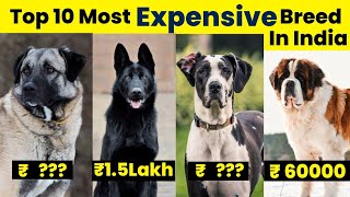 Top 10 Most Expensive Dog Breeds In India 2024 | Most Expensive Dog Breeds In India