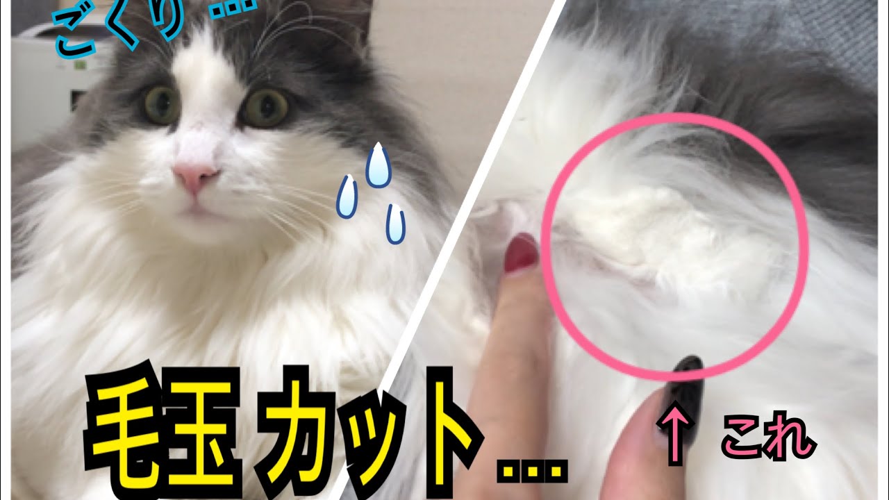 病院で毛玉カットしてきました ノルウェージャンフォレストキャット Youtube