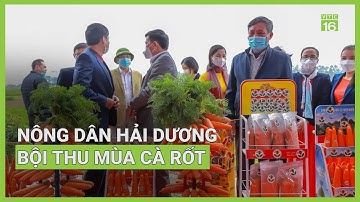 Nông dân Hải Dương kỳ vọng bội thu mùa cà rốt | VTC16