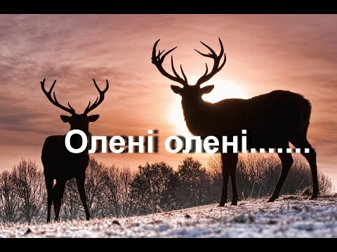 Олені олені